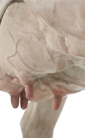 Quelles solutions pour lutter contre les mouches en élevage ? Quelles solutions pour lutter contre les mouches en élevage ?