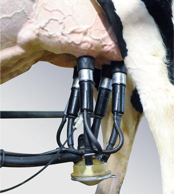 Quelles solutions pour lutter contre les mouches en élevage ? Quelles solutions pour lutter contre les mouches en élevage ?