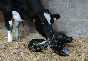 hypophosphatémie chez es bovins