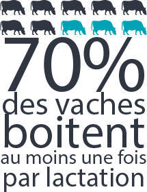 Traitement contre la dermatite des vaches