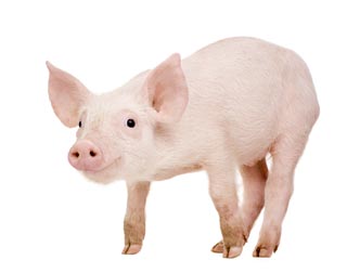 Sauvez vos porcelets des fortes chaleurs ! Sauvez vos porcelets des fortes chaleurs !