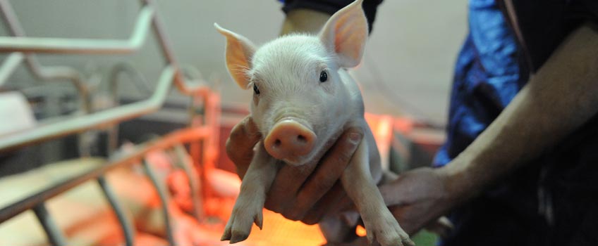 Comment la nutrition peut permettre de gérer l’hyperprolificité en maternité porcine ? Comment la nutrition peut permettre de gérer l’hyperprolificité en maternité porcine ?
