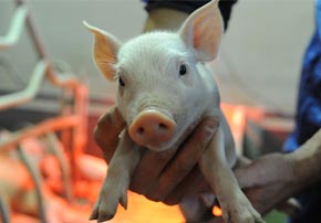 Comment la nutrition peut permettre de gérer l’hyperprolificité en maternité porcine ?