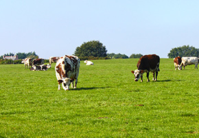 insemination bovins