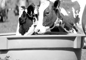 Abreuvement en été pour les bovins