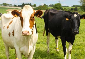 Pourquoi utiliser l’argile en prévention de la mise à l’herbe ?