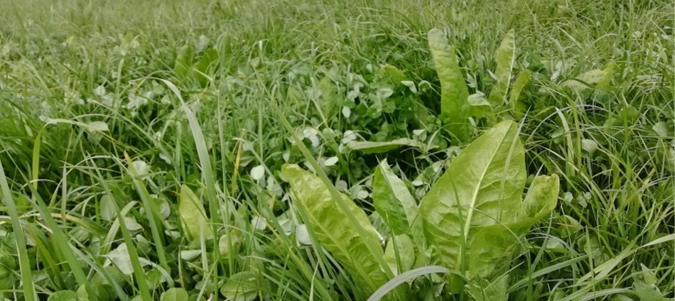 Chicorée et Plantain, des atouts à savoir maîtriser. Chicorée et Plantain, des atouts à savoir maîtriser.