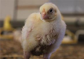 La coccidiose en élevage de volailles