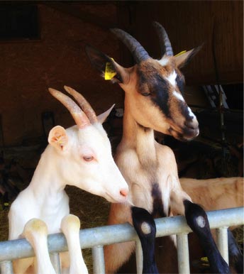 Vital Conseils Diarrhees En Elevage Ovins Caprins Et Si C Etait Les Coccidioses