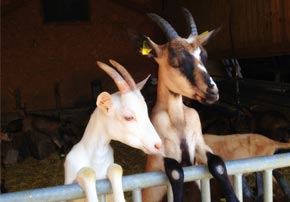 La coccidiose en élevage d'ovins et caprins'