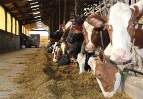 Comment augmenter le TB (taux butyreux) et la MG (matière grasse) dans le lait ?