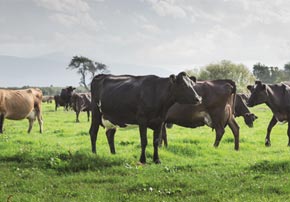 Comment faire face aux coups de chaud chez les vaches laitières ?