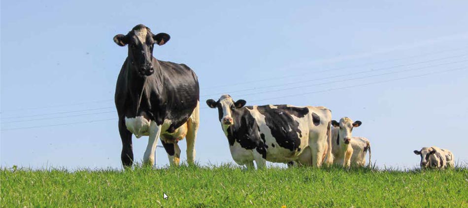 Coups de chaud chez les vaches laitières : comment les contrôler ? Coups de chaud chez les vaches laitières : comment les contrôler ?