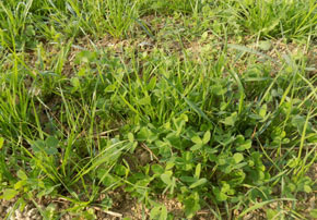 Productivité d'ensilage