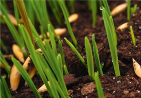 Quel engrais foliaire apporté à mes cultures en sortie d’hiver ?