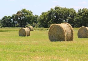Valoriser la ration des vaches laitières