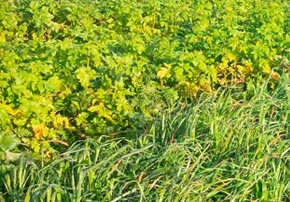 Pourquoi investir dans les couverts végétaux ?