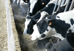 indicateurs pour le suivi des rations mais