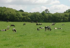 Mise à l'herbe