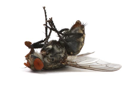 insecticides