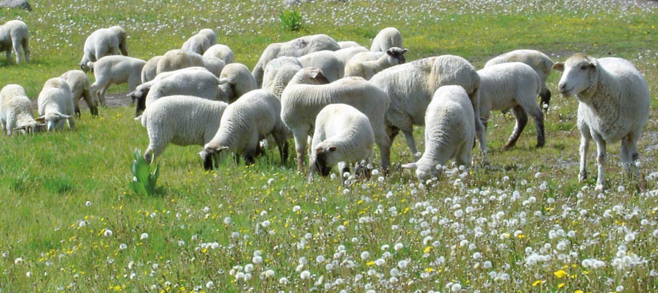 Ovins : Comment bien réussir la mise à l'herbe de mon troupeau ? Ovins : Comment bien réussir la mise à l'herbe de mon troupeau ?