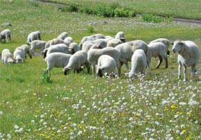 Ovins : Comment bien réussir la mise à l'herbe de mon troupeau ?