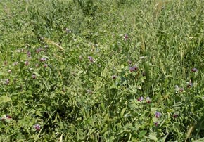 Produire du fourrage en sortie d’hiver : quelles sont les solutions en début d’automne?