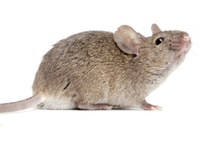 raticides et souricides