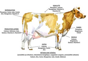 Les bienfaits des vitamines et minéraux sur la santé des bovins