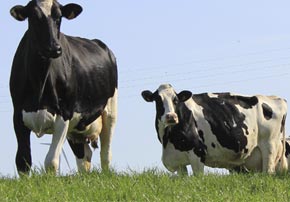 Valoriser la ration des vaches laitières