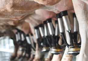 Utilisation d’antibiotiques en élevage laitier : quelles pratiques adoptées ?