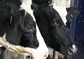 ration vache